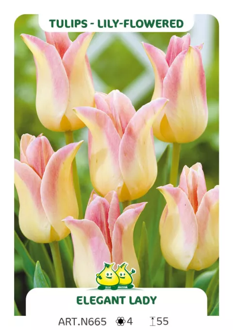 Tulipa liliflorum 'Elegant Lady'