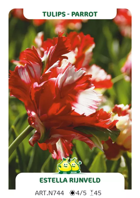 Tulipa parkiet 'Estella Rijnveld'