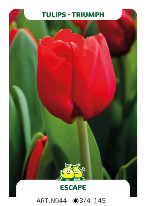 Tulipa triumph 'Escape'