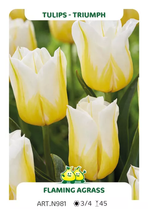 Tulipa triumph 'Flaming Agrass'