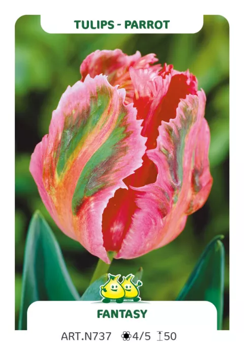 Tulipa parkiet 'Fantasy'