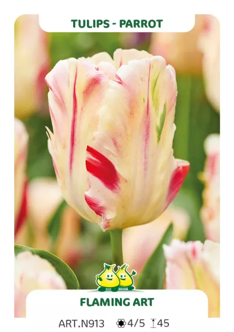 Tulipa parkiet 'Flaming Art'