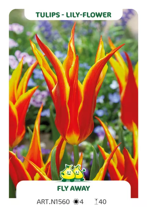 Tulipa liliflorum 'Fly Away'