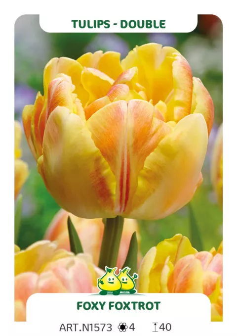 Tulipa dubbel 'Foxy Foxtrot'