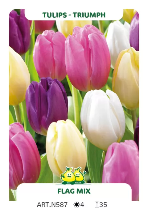 Tulipa triumph 'Flag Mix'