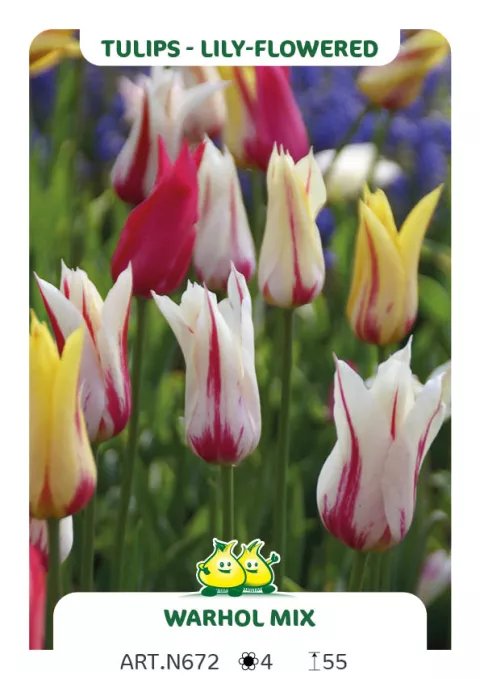 Tulipa liliflorum 'Flaming Mix'