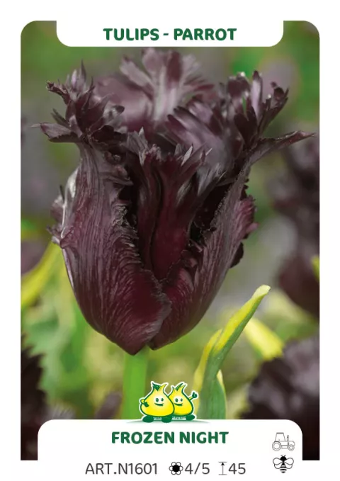 Tulipa parkiet 'Frozen Night'