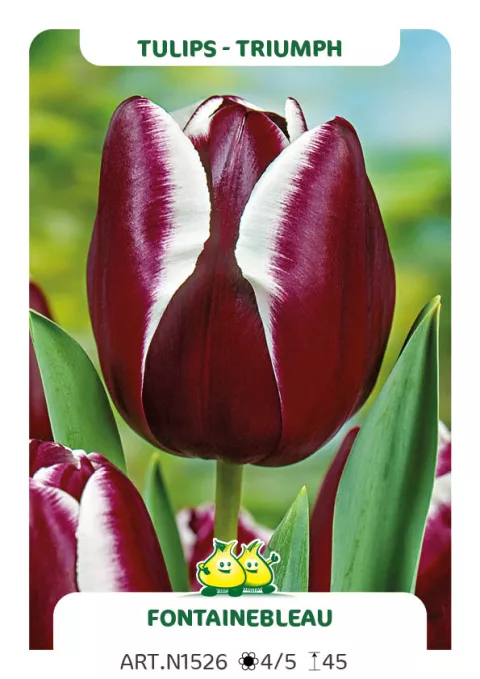 Tulipa triumph 'Fountainbleau'