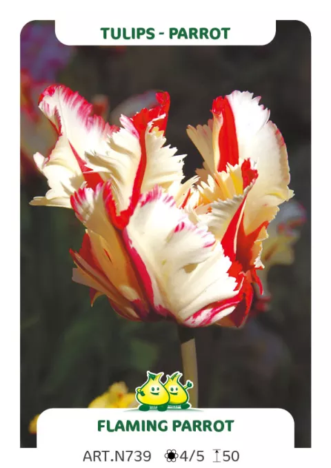 Tulipa parkiet 'Flaming Parrot'