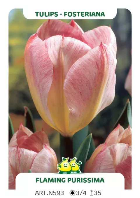 Tulipa fosteriana 'Flaming Purissima'