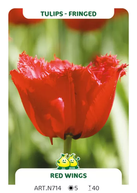 Tulipa franjer 'Red Wings'
