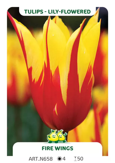 Tulipa liliflorum 'Fire Wings'