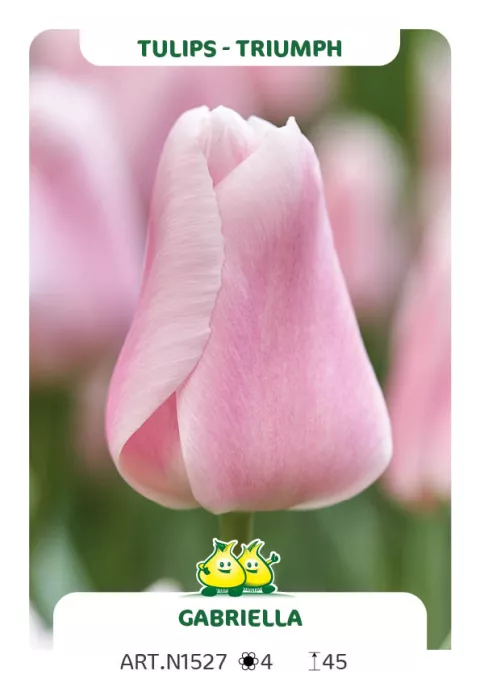 Tulipa triumph 'Gabriella'