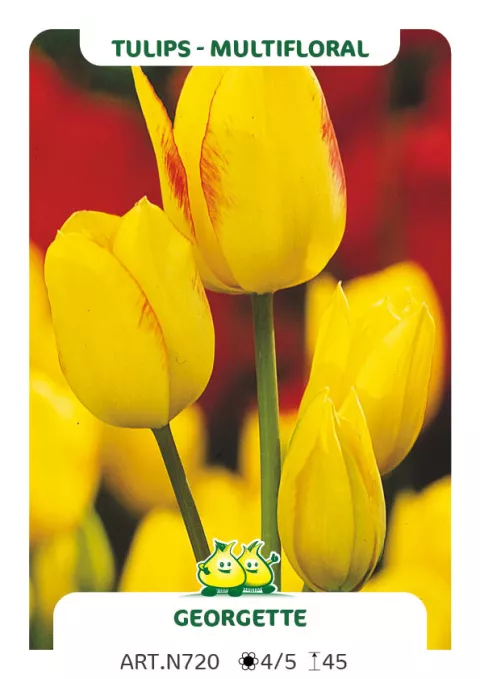 Tulipa multi 'Georgette'