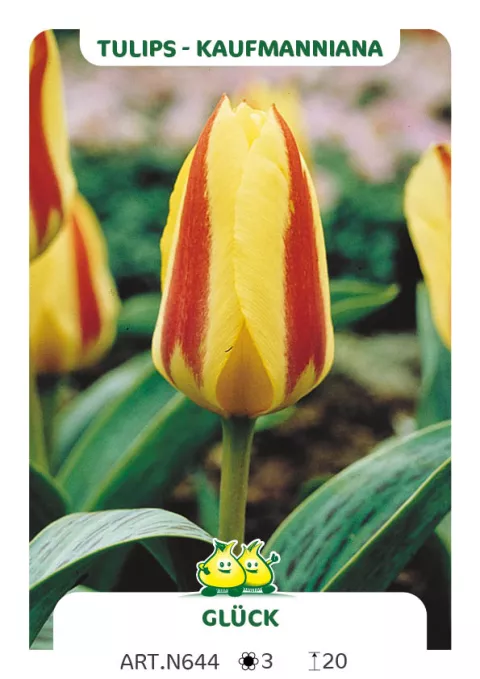 Tulipa kaufmanniana 'Glück'