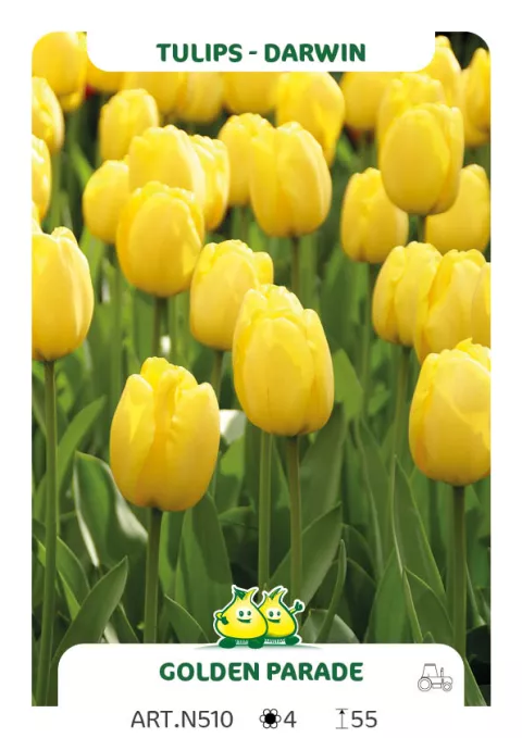 Tulipa Darwin hybr. 'Golden Parade'