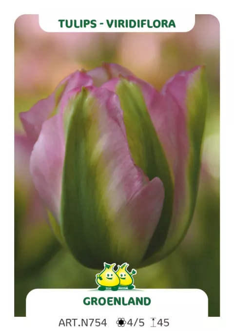 Tulipa viridiflora 'Groenland'