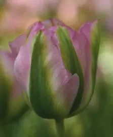 Tulipa viridiflora 'Groenland'