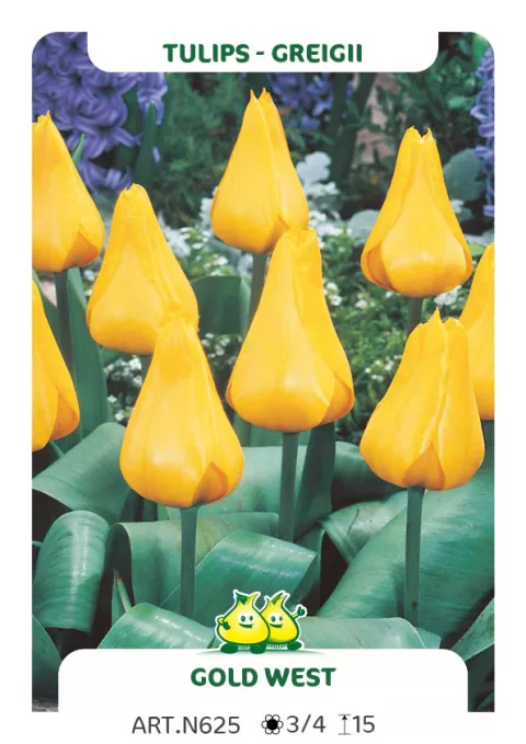 Tulipa greigii 'Gold West'