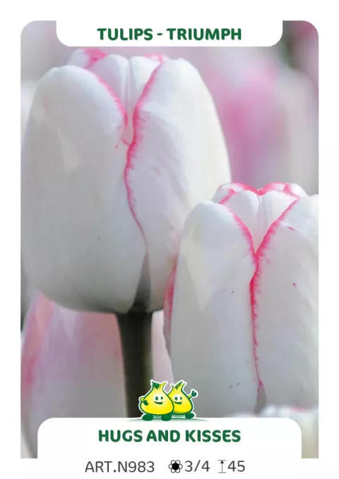 Tulipa triumph 'Hugs and Kisses'