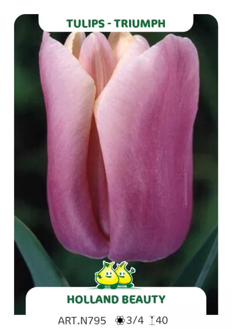 Tulipa triumph 'Holland Beauty'