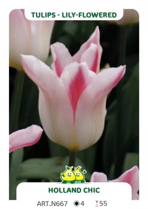 Tulipa liliflorum 'Holland Chic'