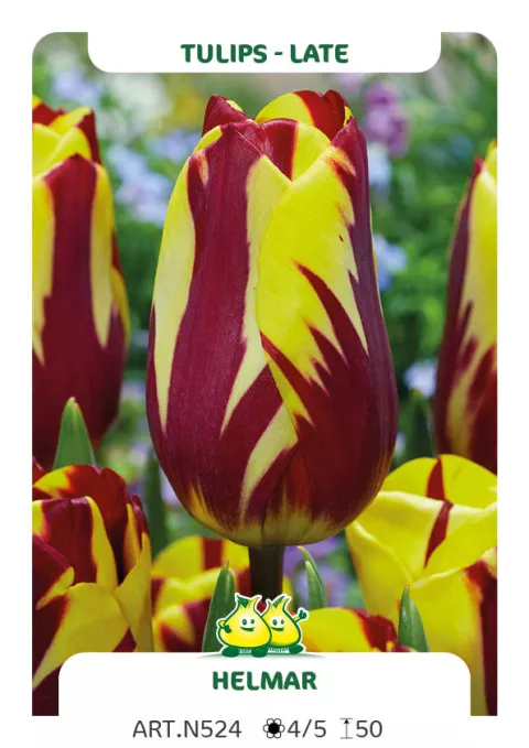 Tulipa (EL) 'Helmar'