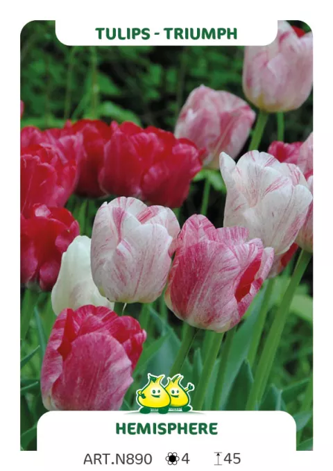 Tulipa triumph 'Hemisphere'