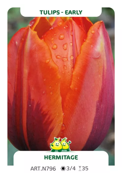Tulipa (EV) 'Hermitage'