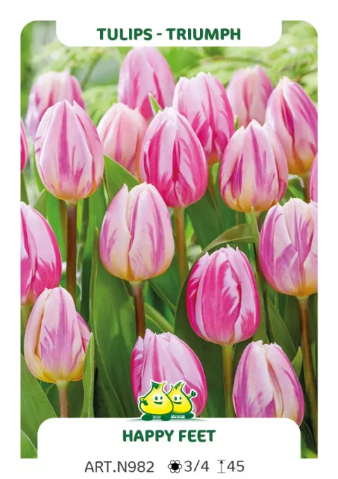 Tulipa triumph 'Happy Feet'