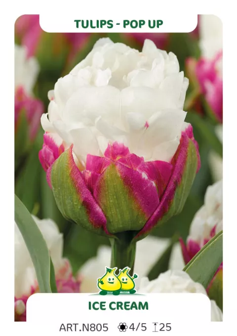 Tulipa pop-up 'Ice Cream'