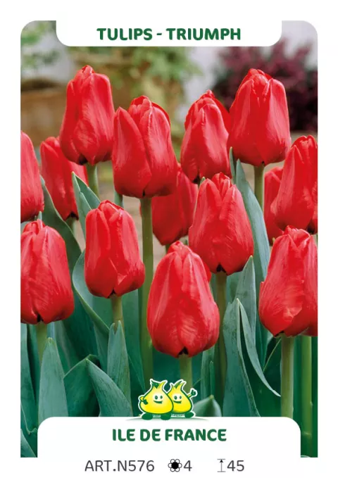 Tulipa triumph 'Ile de France'
