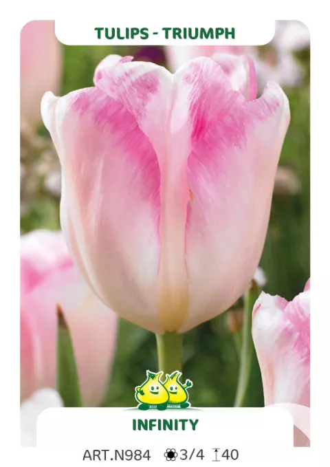 Tulipa triumph 'Infinitii'
