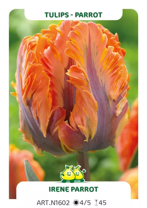 Tulipa parkiet 'Irene Parrot'