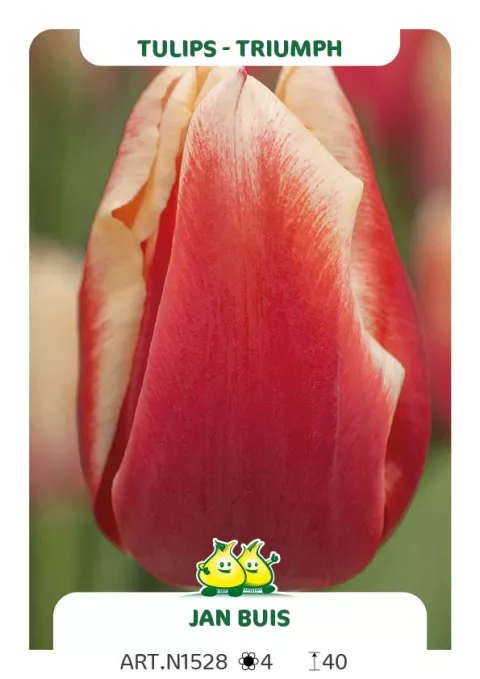 Tulipa triumph 'Jan Buis'