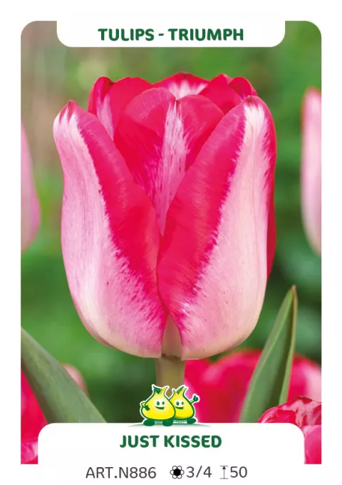 Tulipa triumph 'Just Kissed'