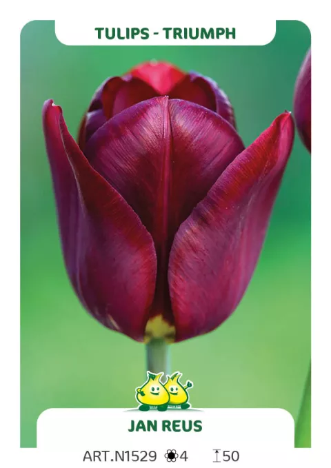 Tulipa triumph 'Jan Reus'