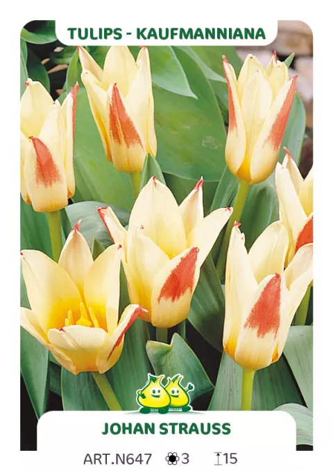 Tulipa kaufmanniana 'Johan Strauss'