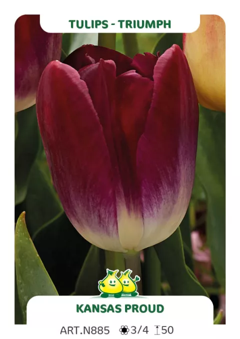 Tulipa triumph 'Kansas Proud'