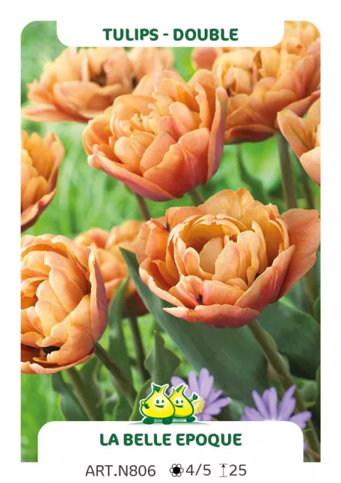 Tulipa dubbel 'La Belle Epoque'