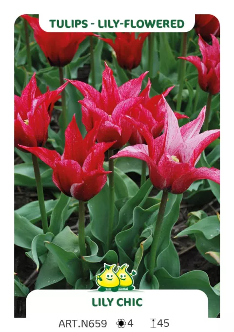 Tulipa liliflorum 'Lilychic'