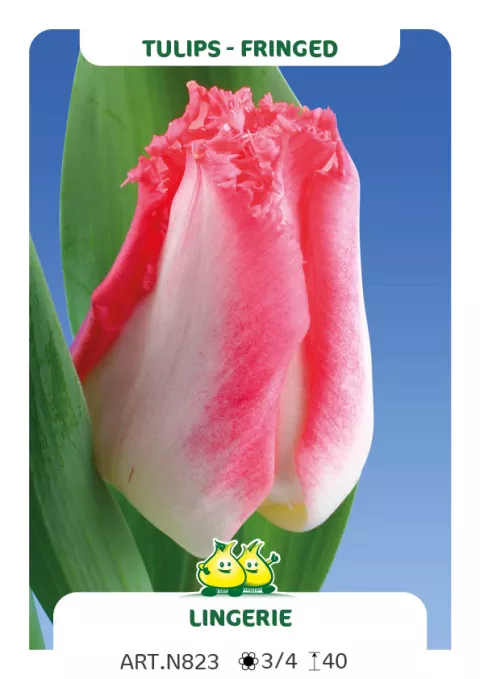 Tulipa franjer 'Lingerie'