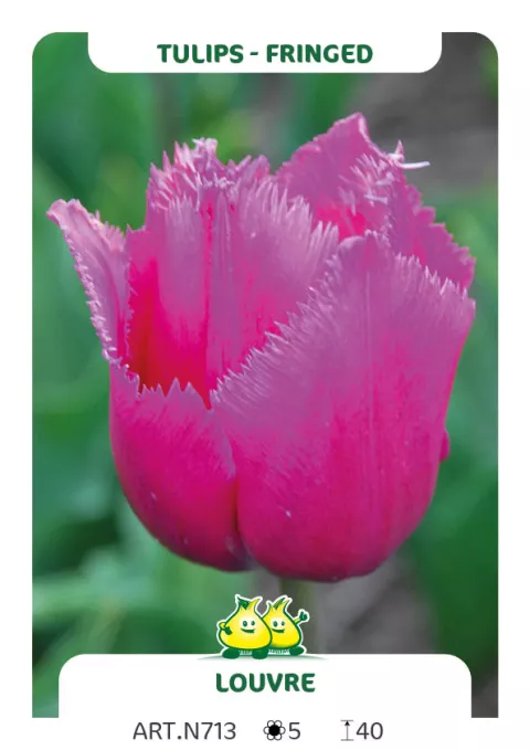 Tulipa franjer 'Louvre'