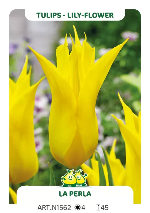 Tulipa liliflorum 'La Perla'