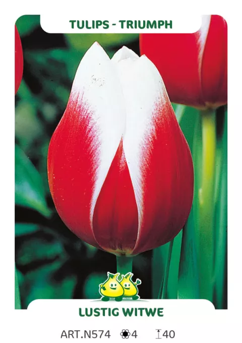 Tulipa triumph 'Lustig Witwe'