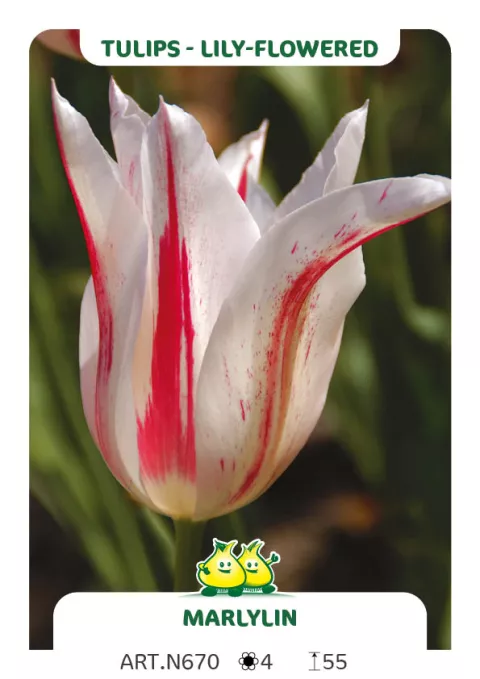 Tulipa liliflorum 'Marilyn'