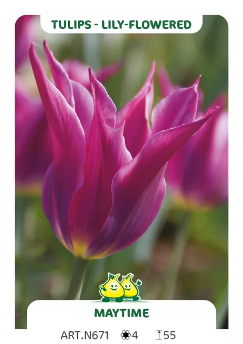 Tulipa liliflorum 'Maytime'