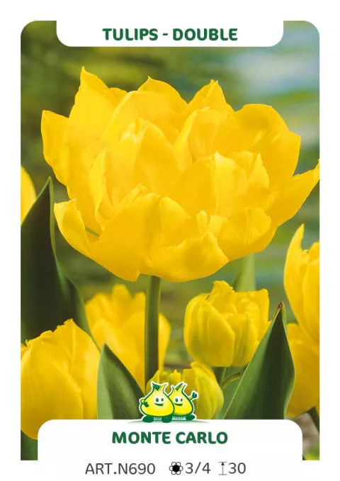 Tulipa dubbel 'Monte Carlo' Tulipa dubbel 'Monte Carlo'