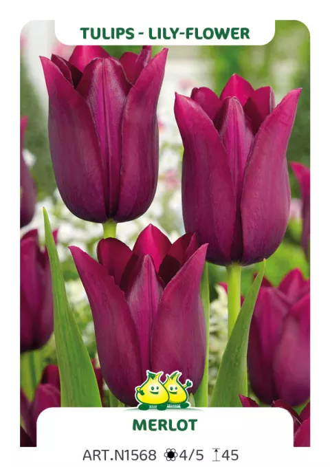 Tulipa liliflorum 'Merlot'