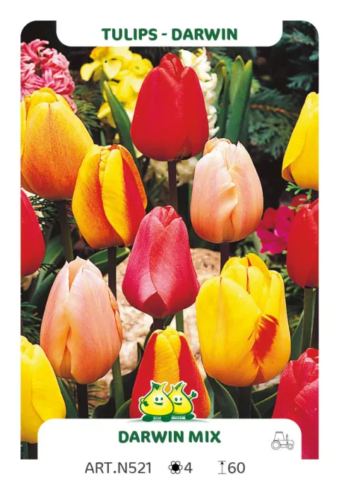 Tulipa Darwin hybr. 'Mix'